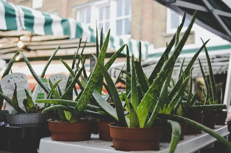 Marché aux plantes